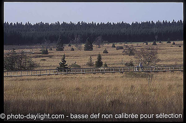 les Hautes Fagnes